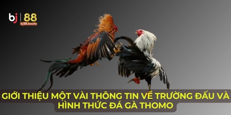 Giới thiệu một vài thông tin về trường đấu và hình thức đá gà Thomo