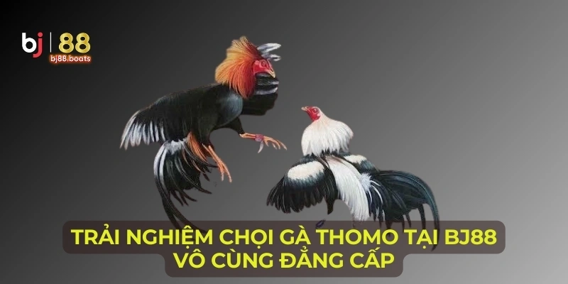 Trải nghiệm chọi gà Thomo tại BJ88 vô cùng đẳng cấp